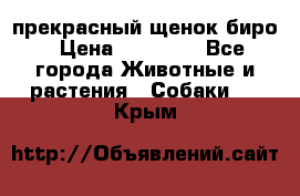 прекрасный щенок биро › Цена ­ 20 000 - Все города Животные и растения » Собаки   . Крым